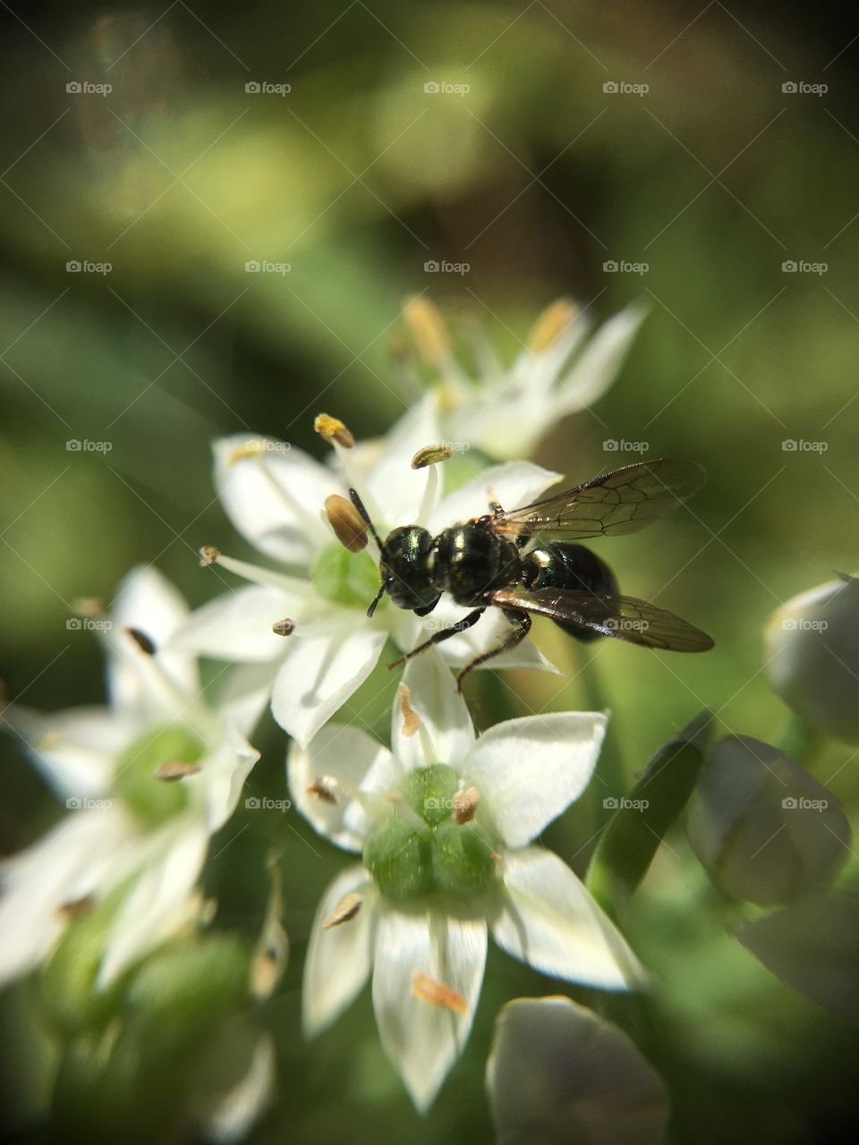 Collecting nectar