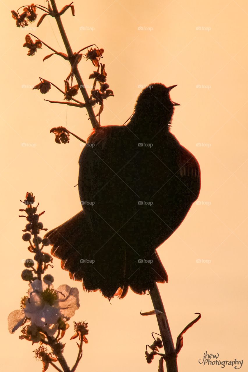 Red-winged Blackbird silhouette  
