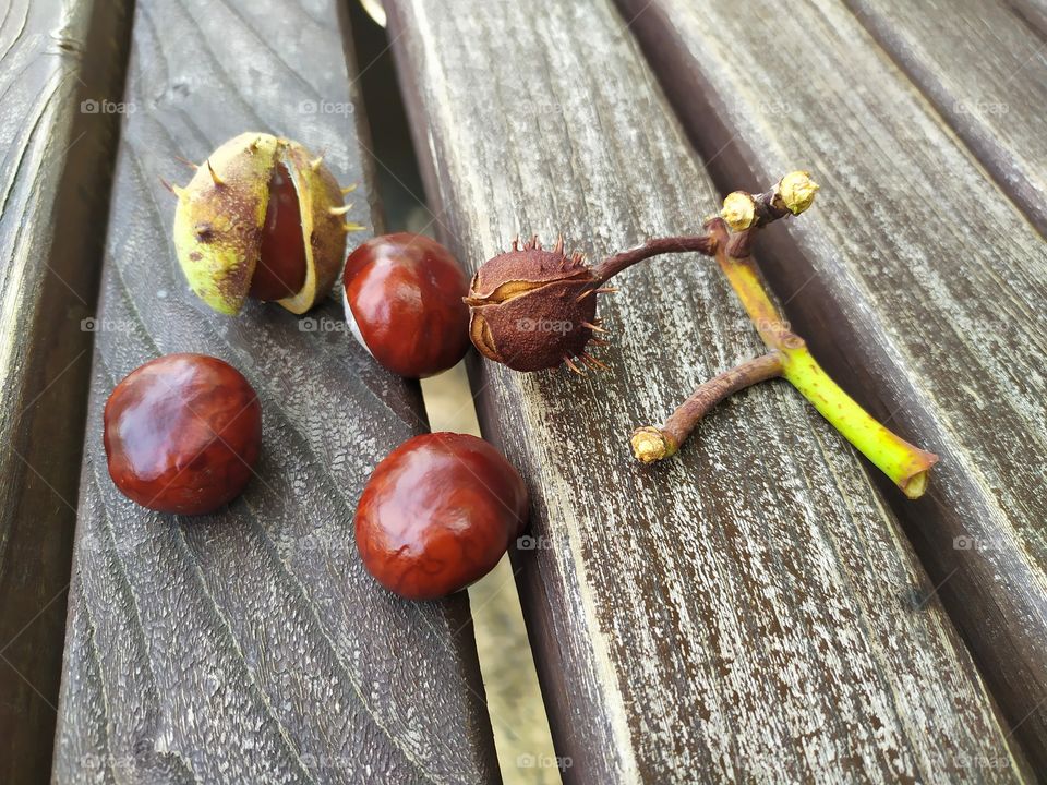 Chestnuts on the bench