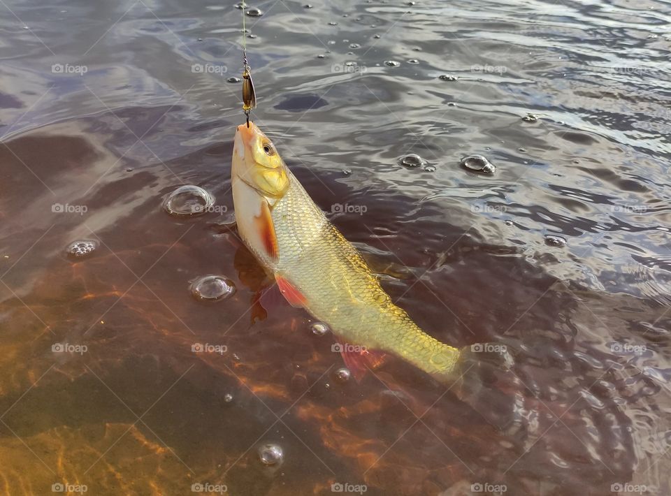 I think it’s the best outdoor activity ever. Both adults and children like it. There are many reasons why fishing has become so popular. First of all, it’s a great pleasure when you make an effort and catch a big fish. Secondly, fishing is useful for