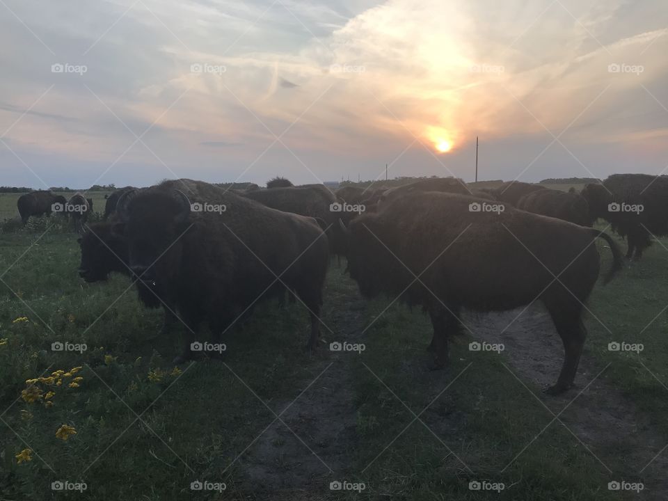  Buffalo Herd