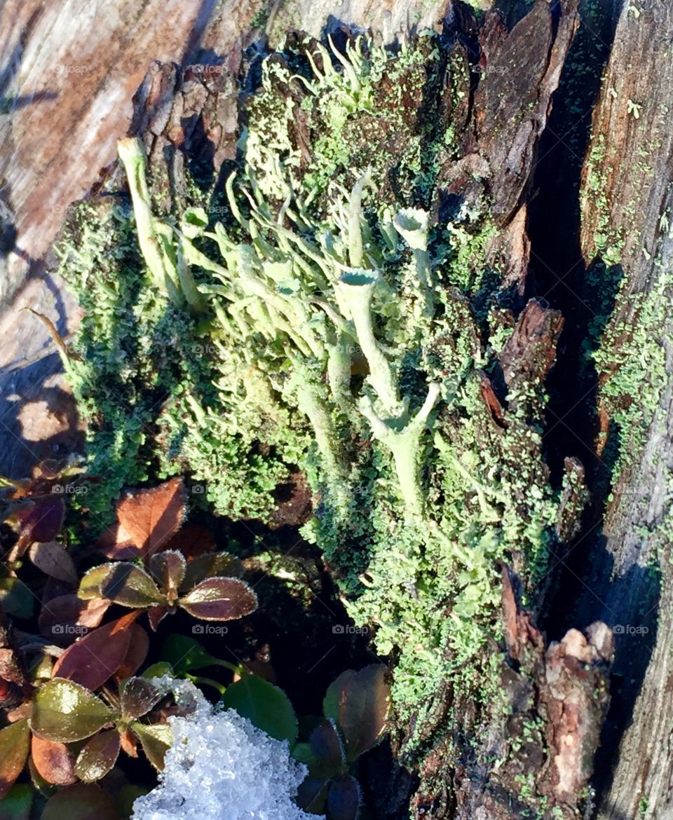 Close up of lichen moss growing on an old stump in the woods. If you look close you can almost see the fairies dancing. 