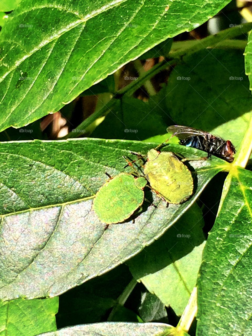 Pair of bugs & a fly on a leaf