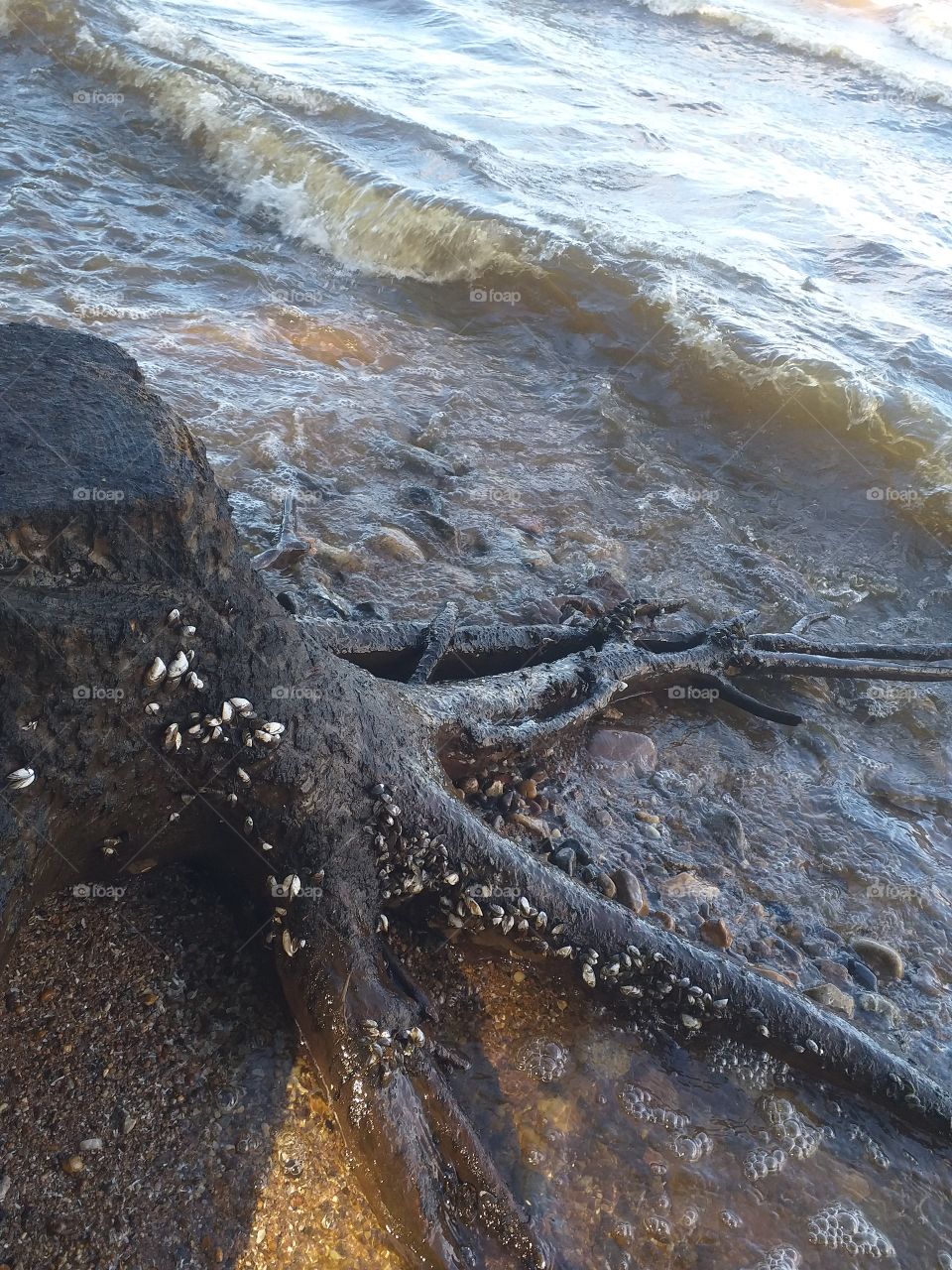 сосна на берегу