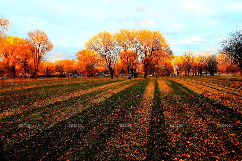 Red maple leaf at sunset