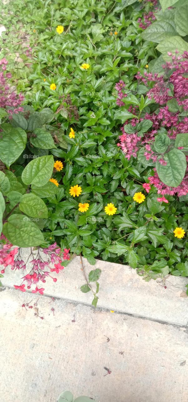 Tiny yellow blooms 🌸💛