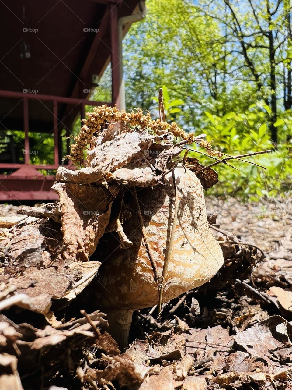 Common brown mushroom pushing through the earth and leaves to a sunny spring day