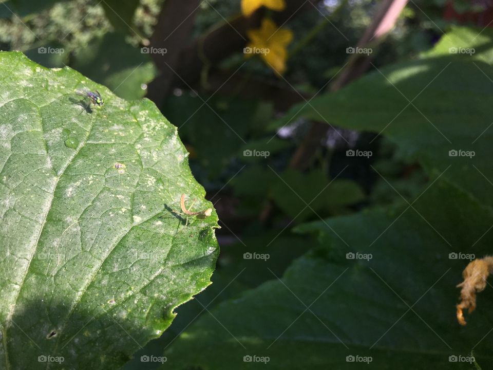 Teeny baby praying mantis dwarfed by a fly as it reeks on a leaf of a pumpkin plant 