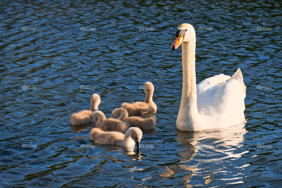 Mother swan and babies