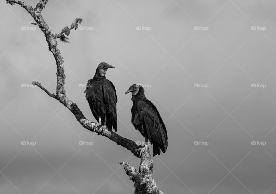 Two vultures waiting for someone's death