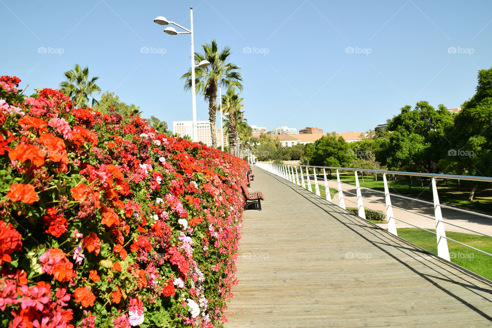 Blooming red flowers on flower bridge