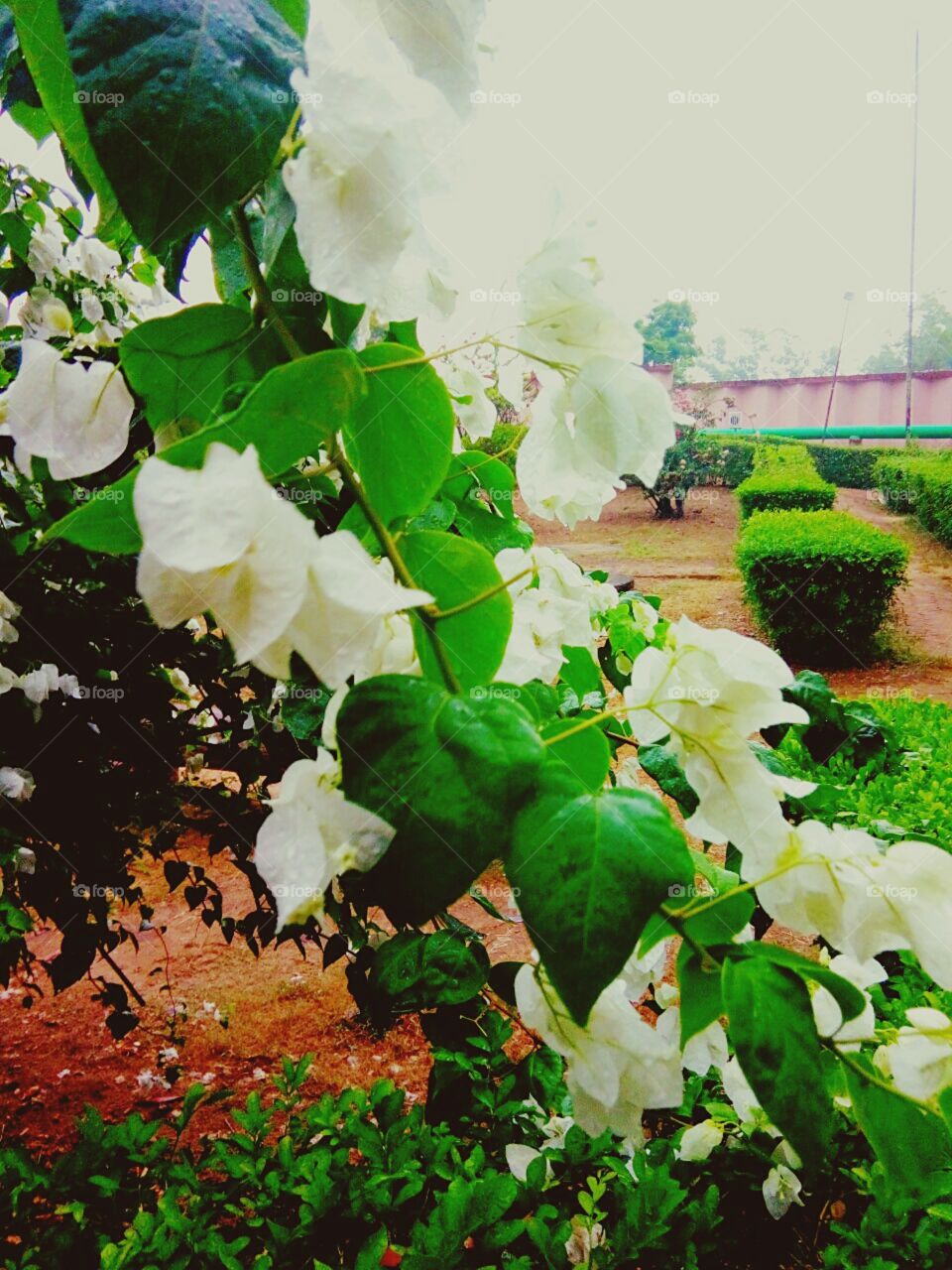 White Bougainvillea glabra