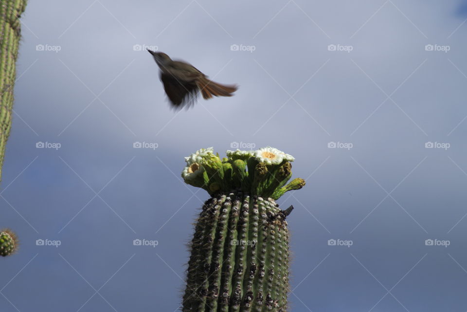 saquaro cactus arizona Tucson mt lemmon scenic Hwy Sonora bird flight