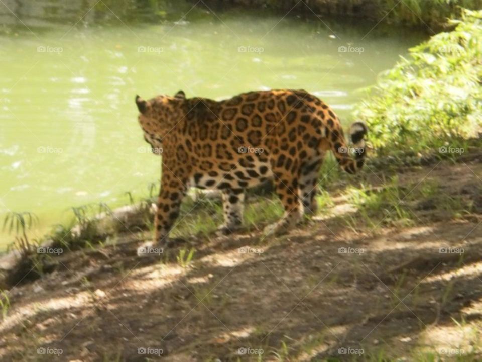 Leopardo parque los pinos