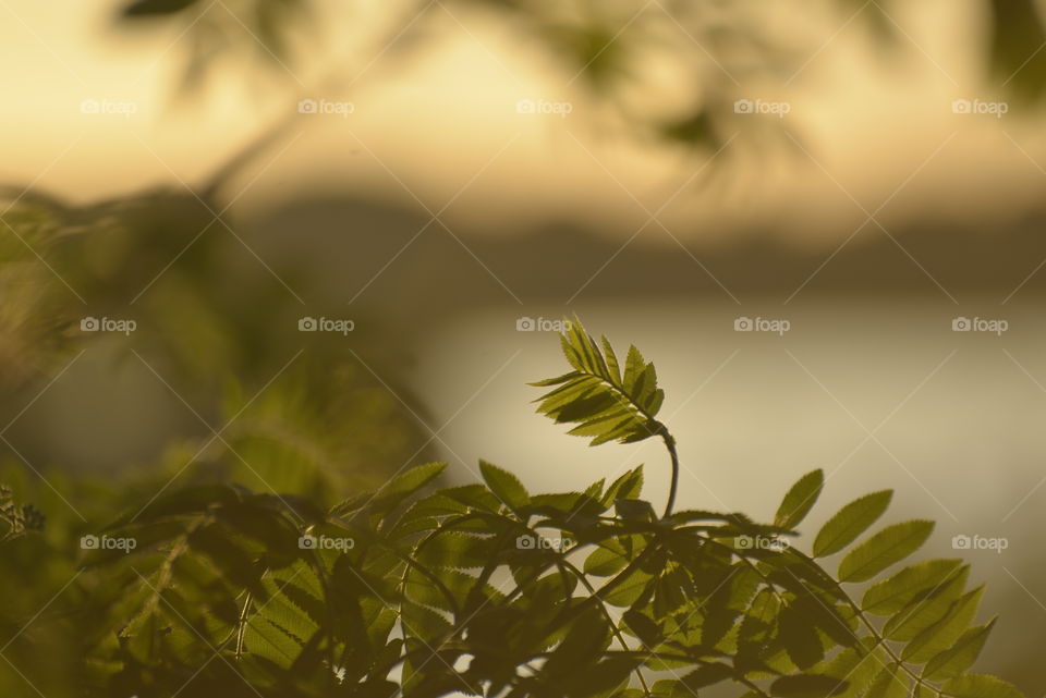 Leaves against blurred background at sunset 