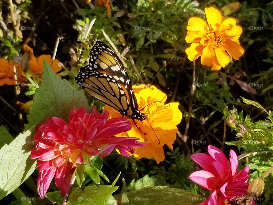 Monarch  & beautiful flowers