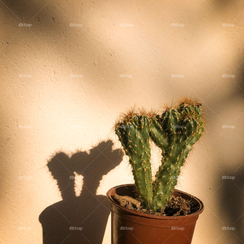 Cactus shadow!