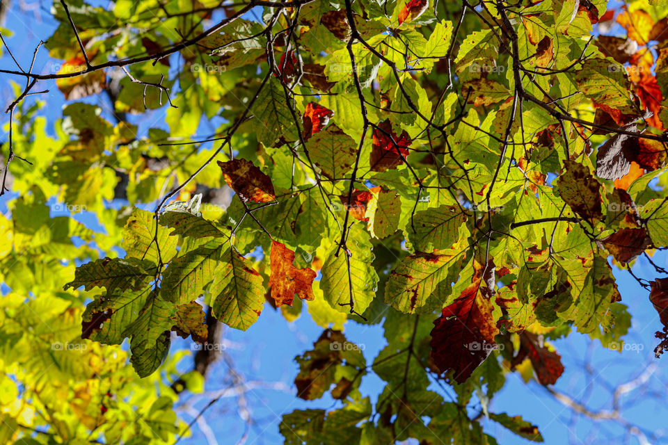 red autumn leaves in a tree