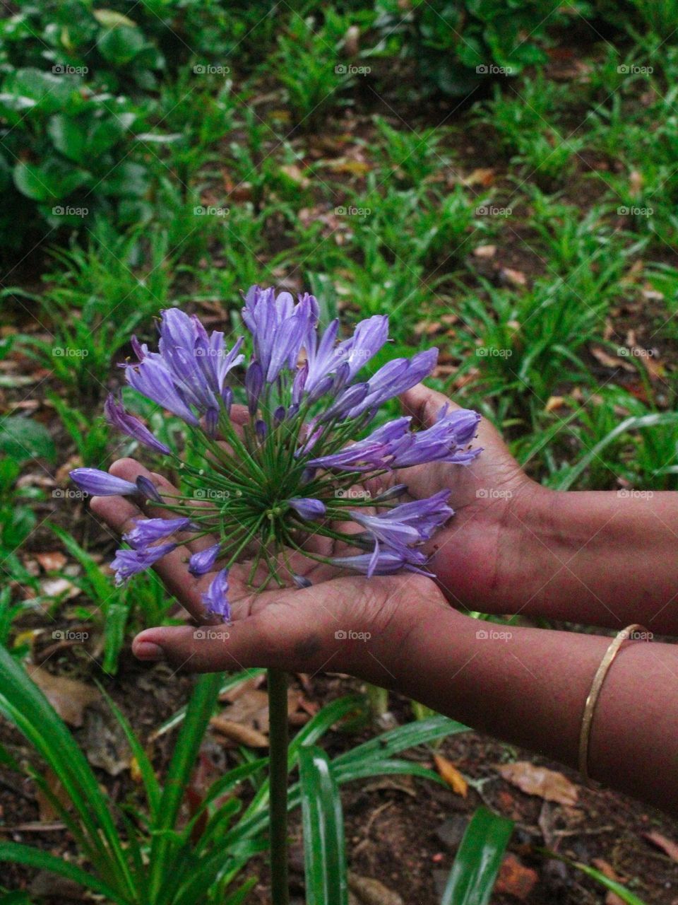 purple colour flower blooming