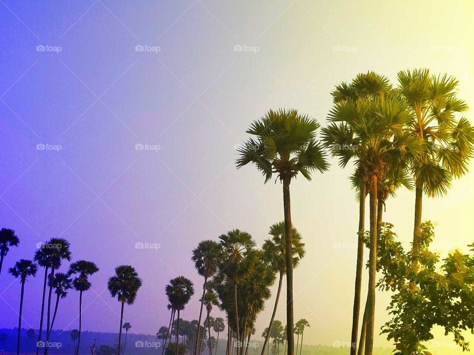 Palm trees with excellent tinted sky looks awesome.