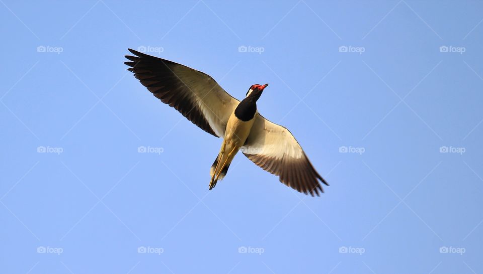 Red Wattled Lapwing flying in blue sky