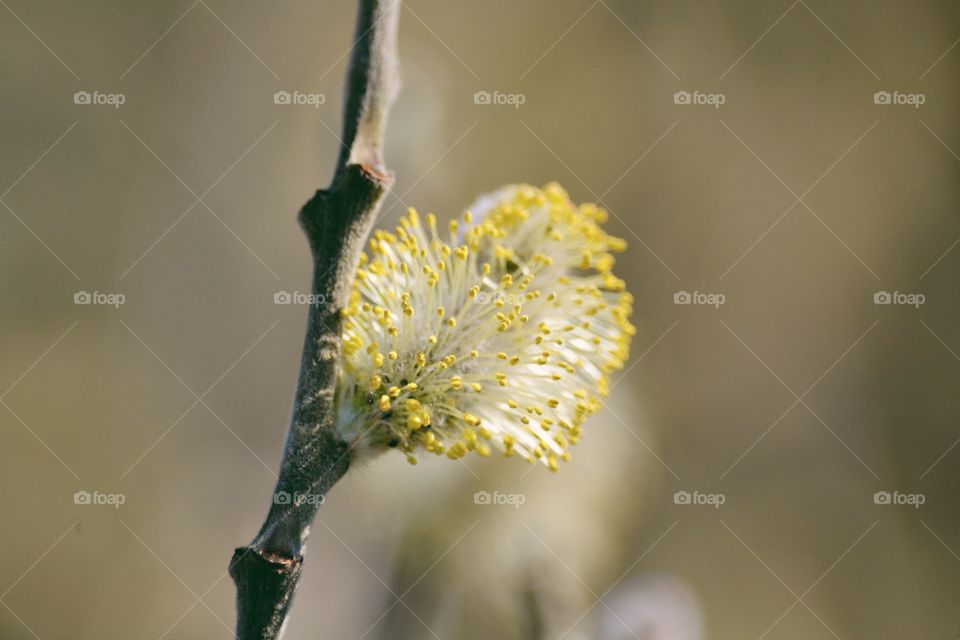 Close-up of flower growing in twig