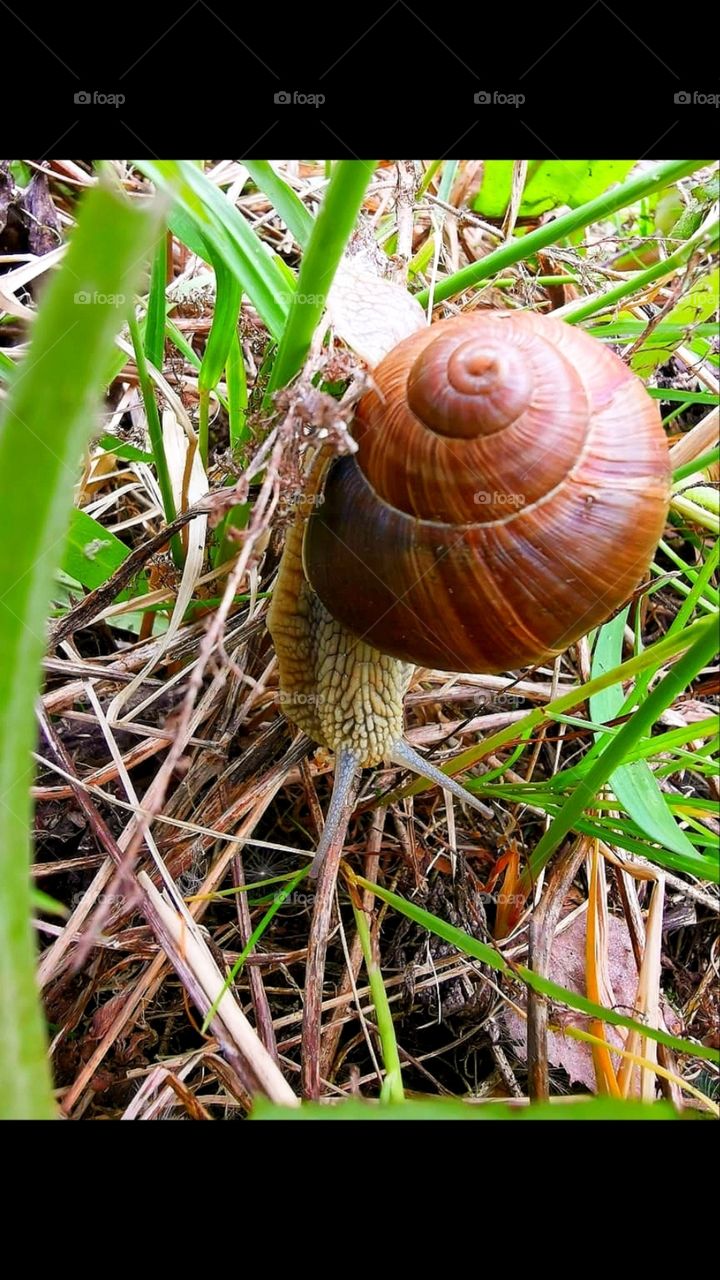 Snail crawling on the grass