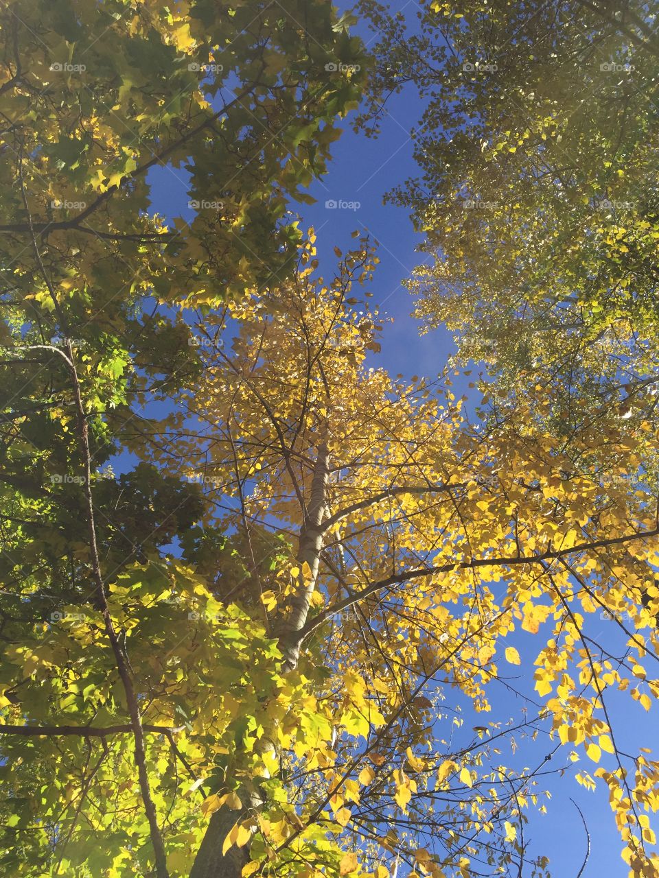 golden autumn has come in my city - my favorite season