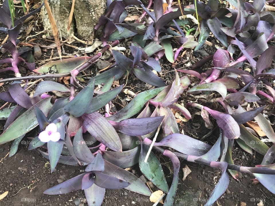 Jardim botânico Funchal 