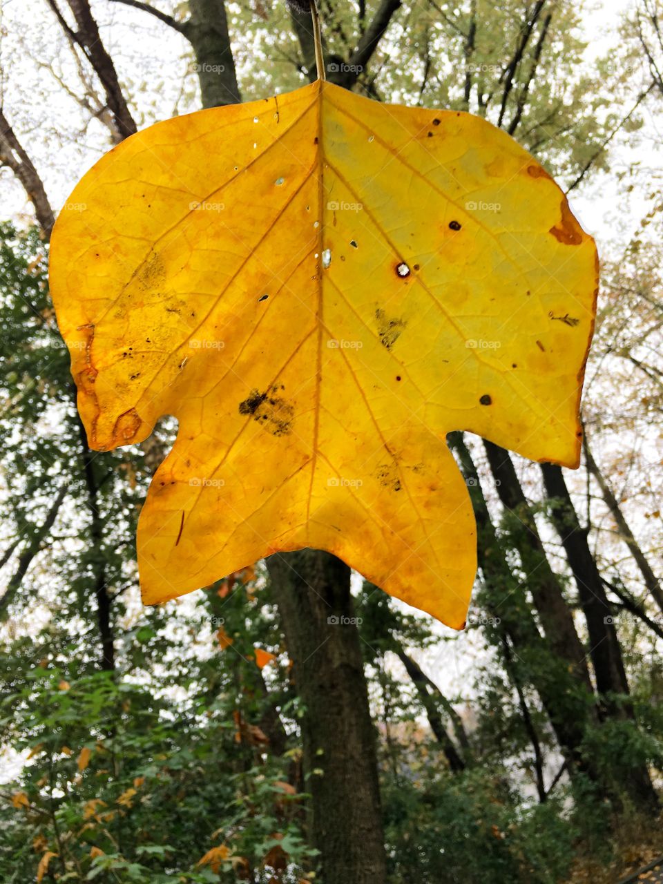 Yellow Leaf