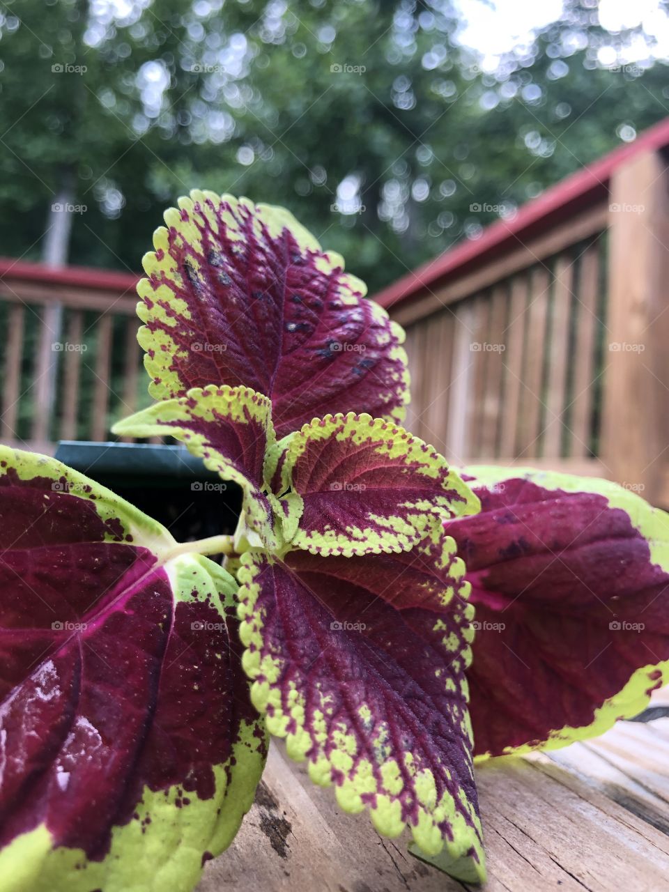 The vibrant leaves on the coleus plant take my breath away every spring and summer. 