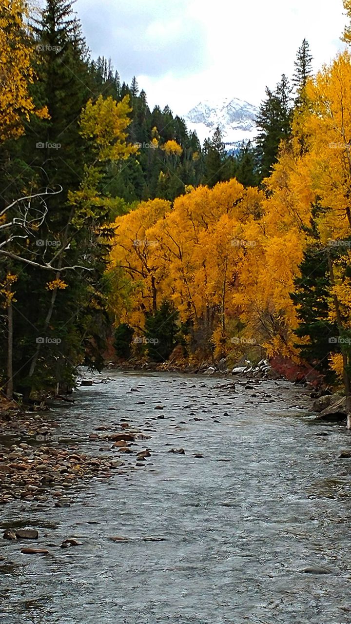 Tranquil waters of late Fall flowing by forests dressed in Golden and evergreen.