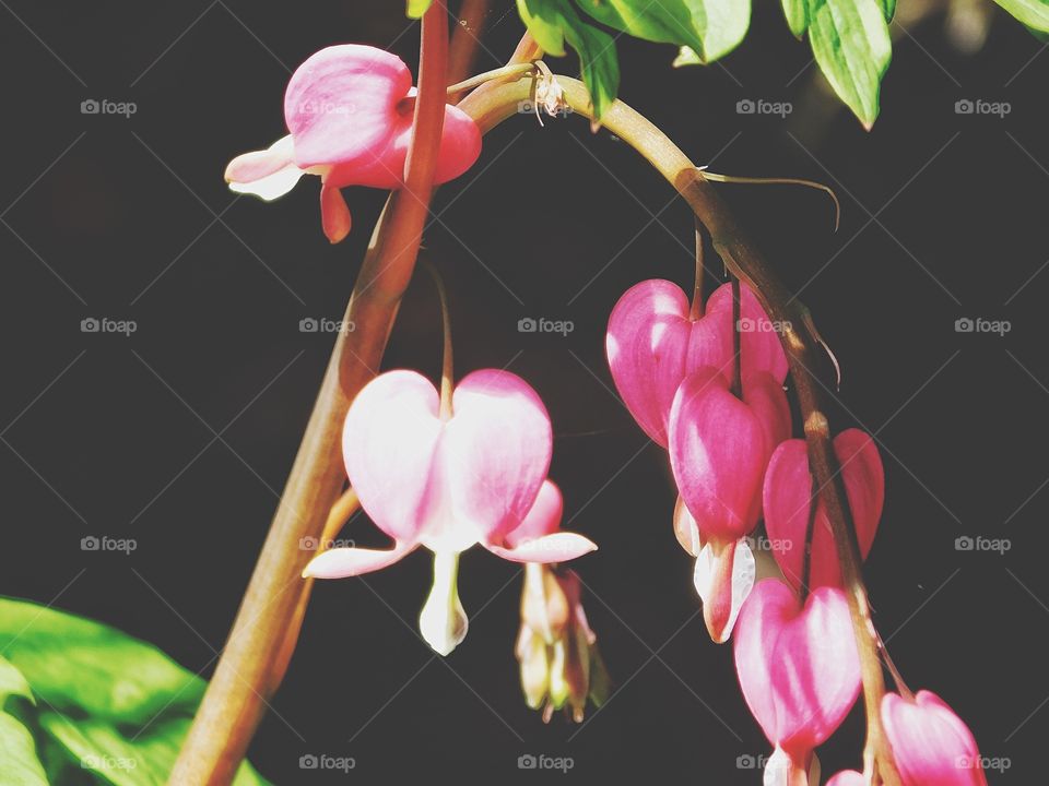 Bleeding hearts 