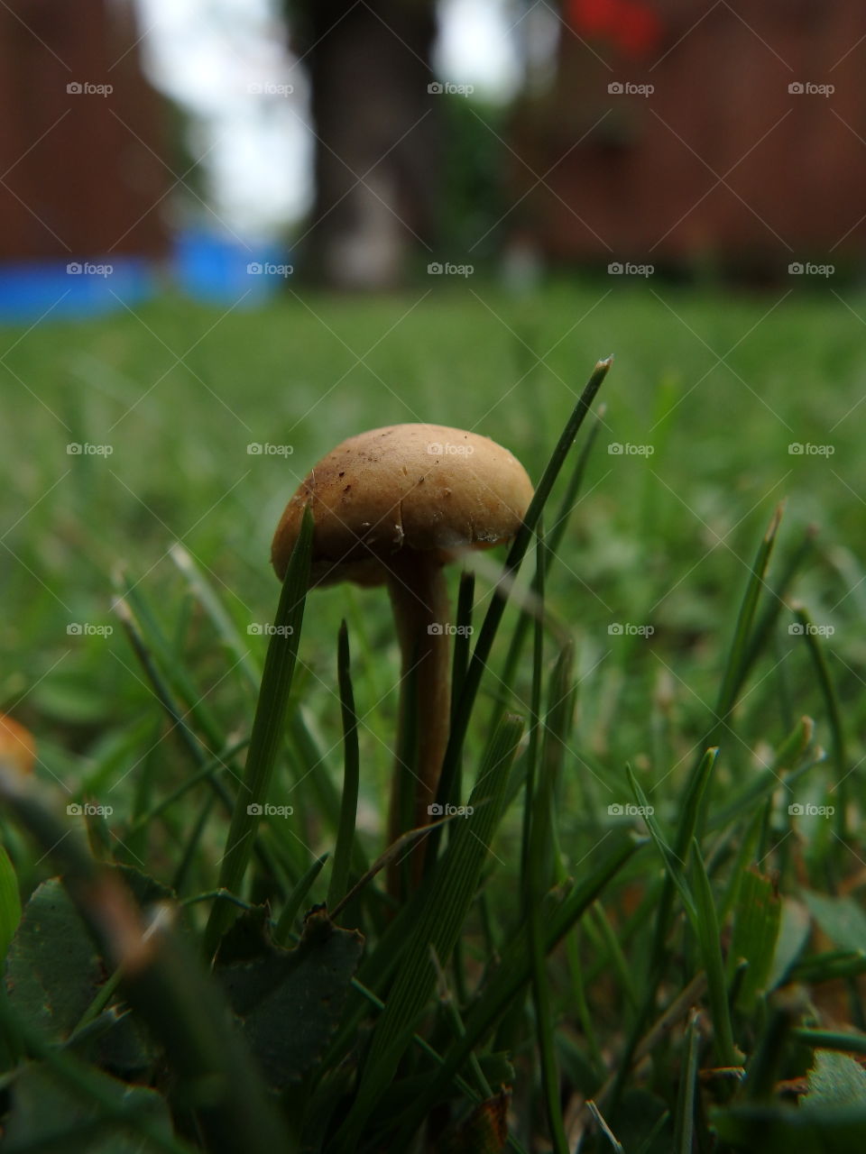 mushroom