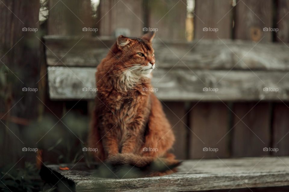 Rudy somali cat sitting on an old wooden bench at summer day