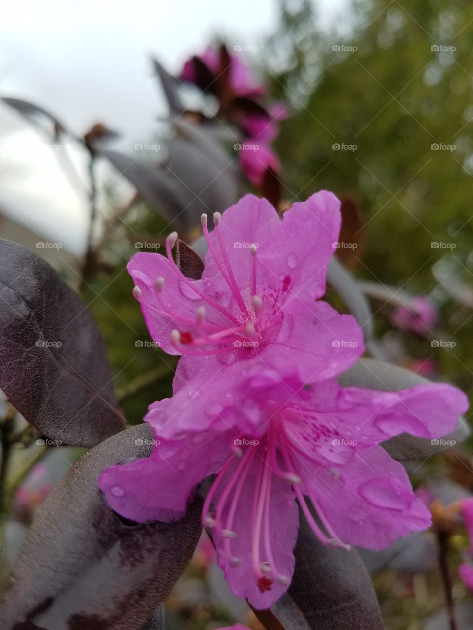 Pink flowers after the rain.
