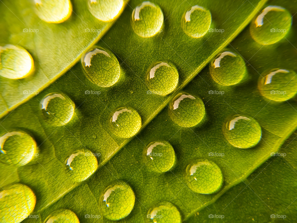 Green leaves covered with water drops after the rain, texture, background, close-up
