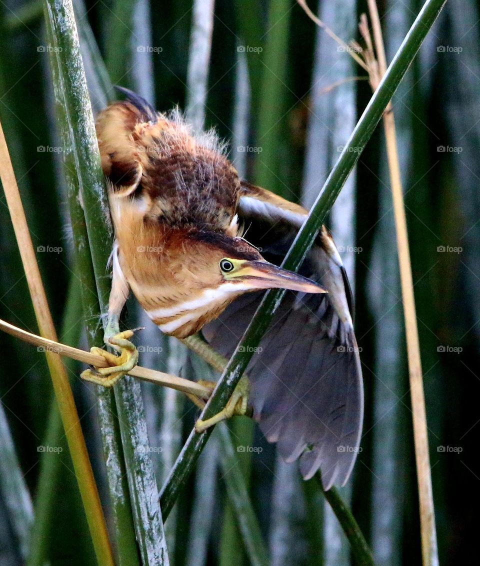 Juvenile Least Bittern in Reeds