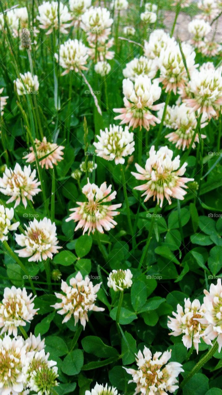 summer time clovers