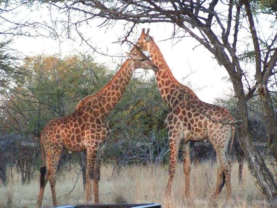 Giraffes