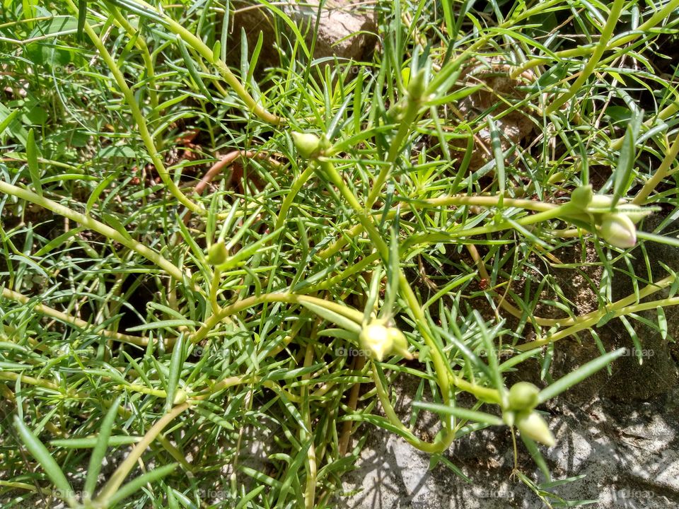 flowers buds