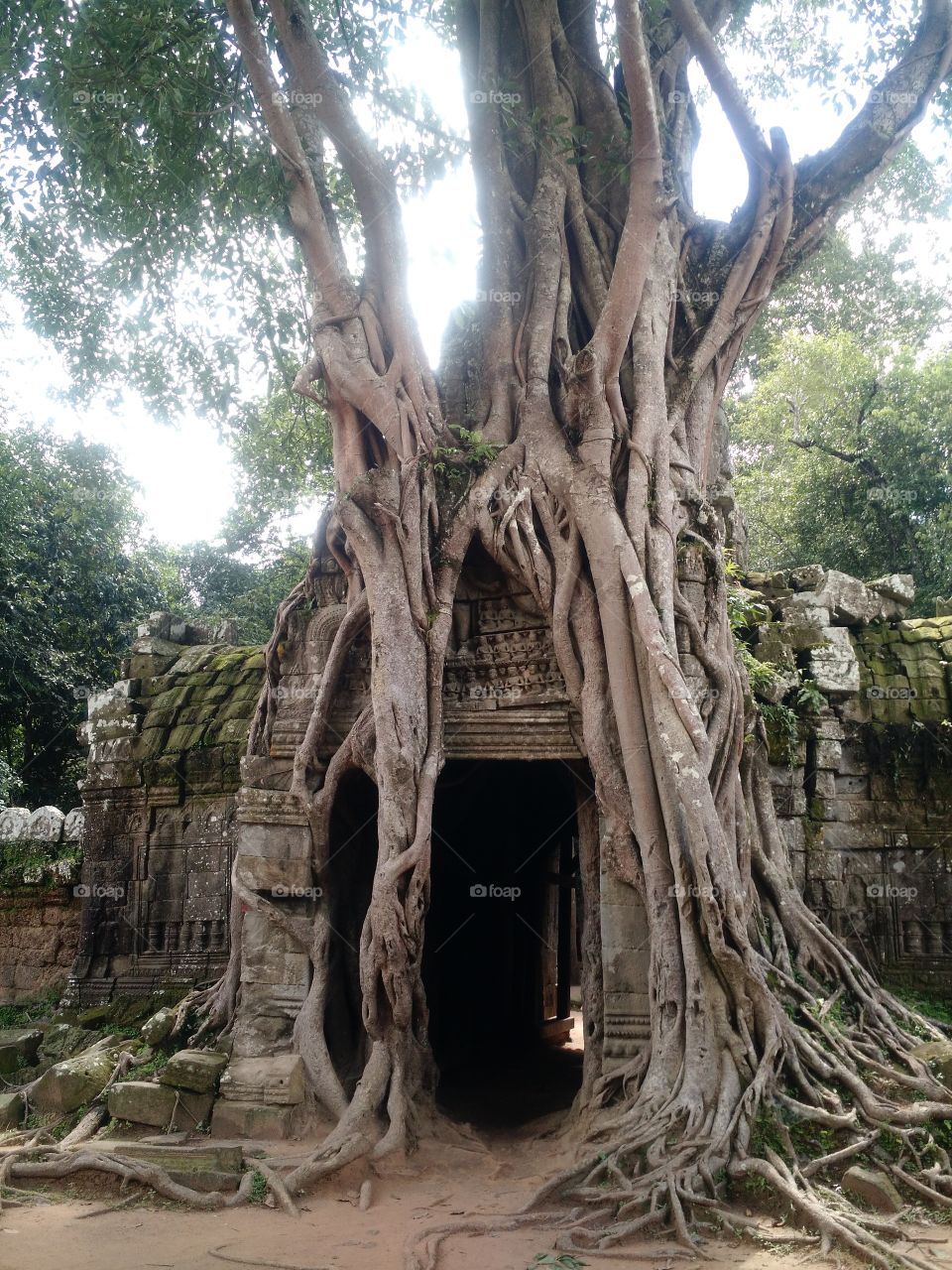 Tree, Old, Travel, Ancient, No Person