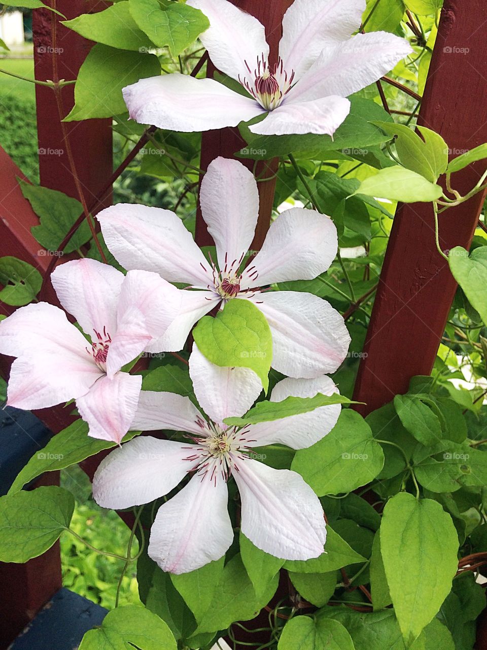 Pink clematis 