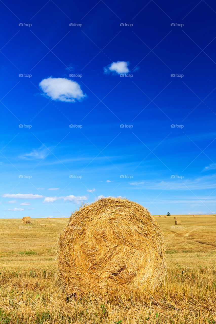 Round wheat bale in the field