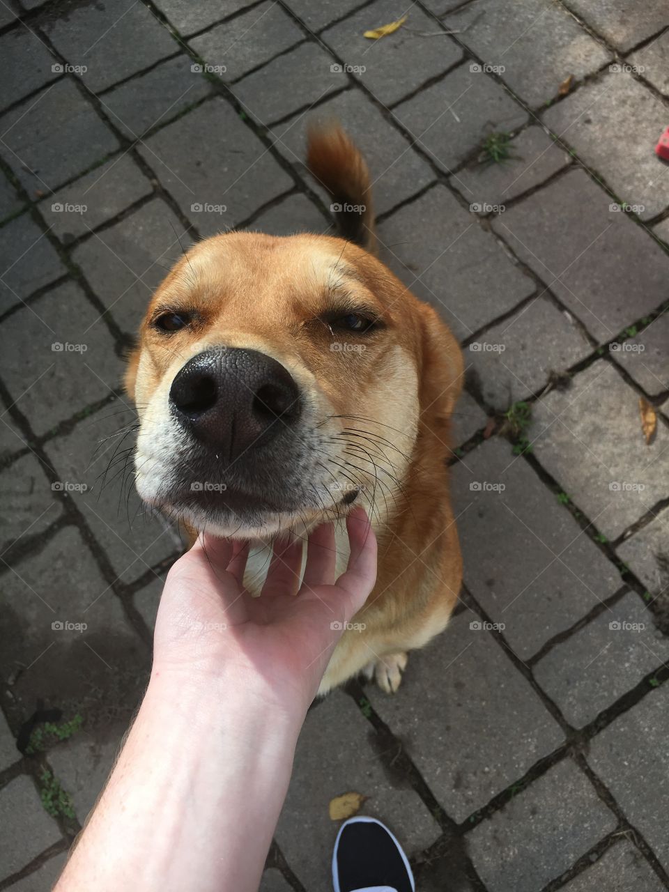 A Happy Dog