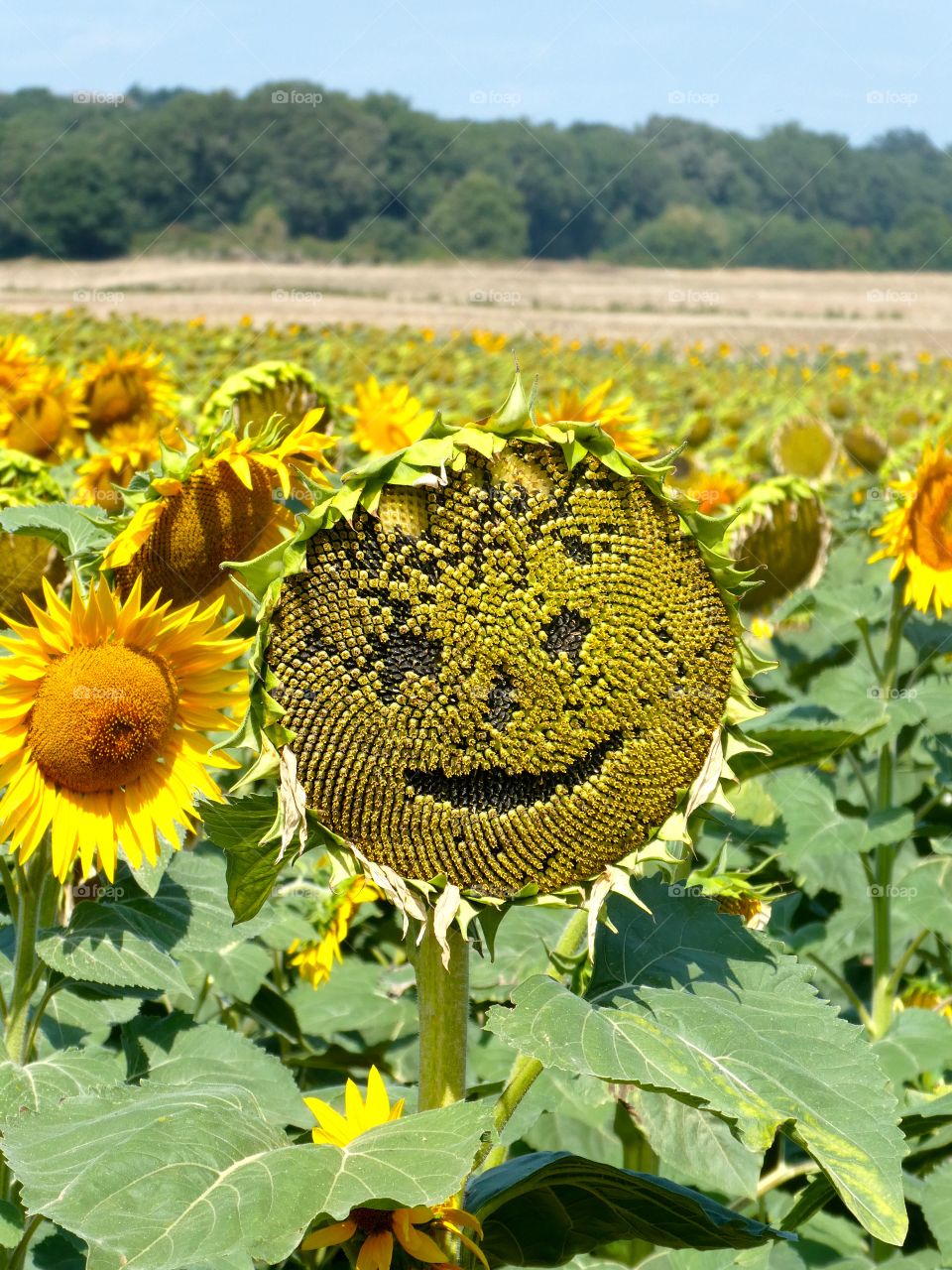 Happy sunflower