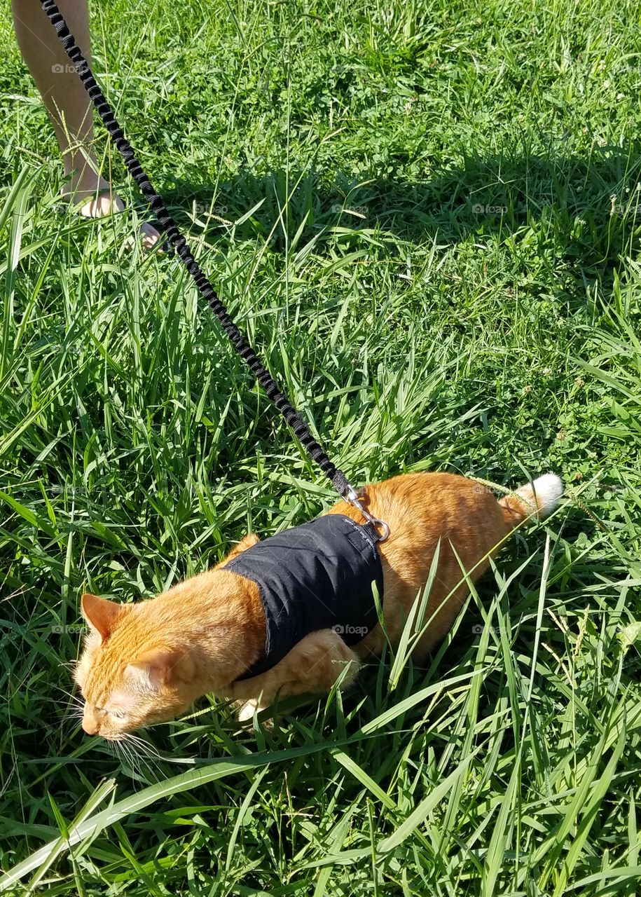 cat explorer