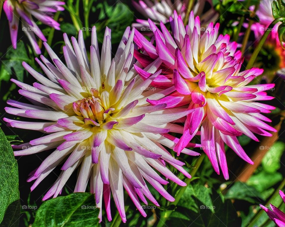 Flower closeup National Botanical Gardens Dublin, Ireland 2016