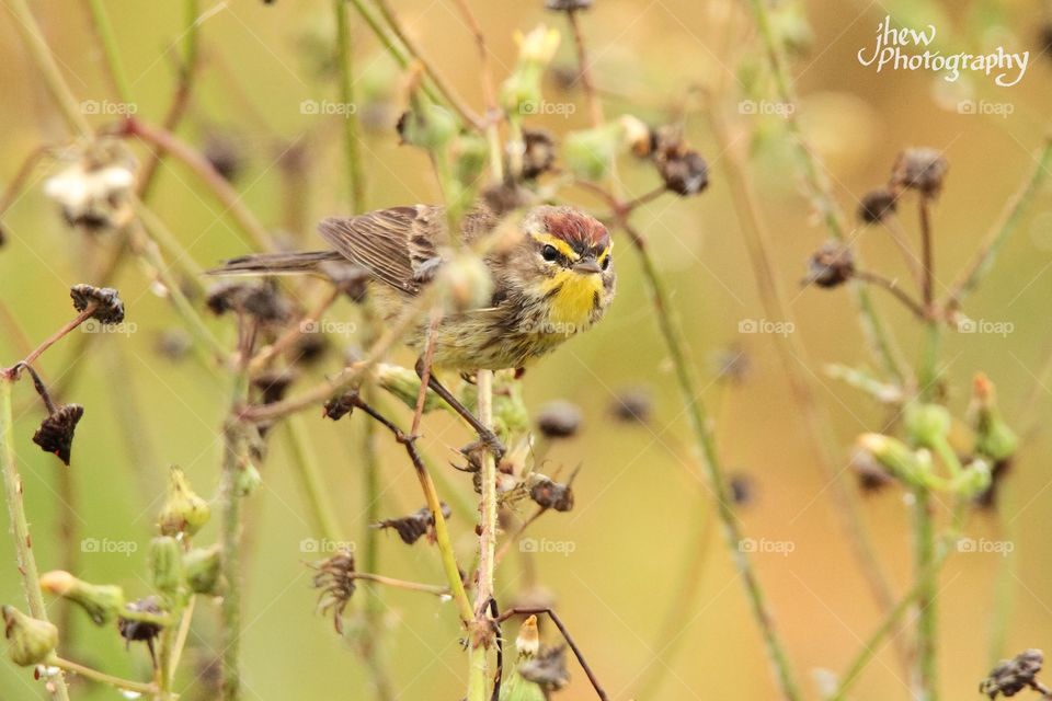 Peek-a-boo Palm Warbler