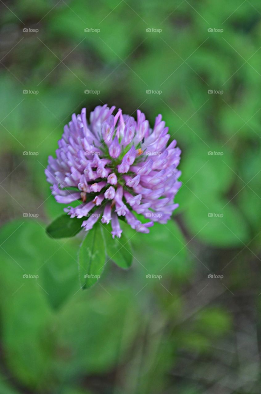 clover Flower